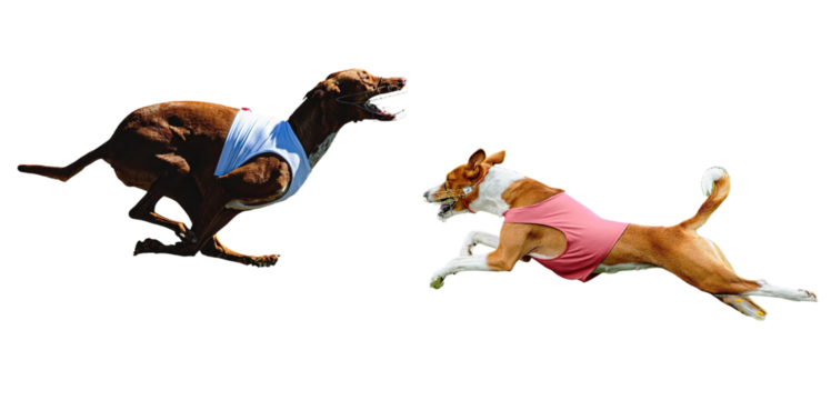 Two dogs in full sprint compete wearing racing apparel, action shot capturing the thrill of competition and canine athleticism, showing speed and energy