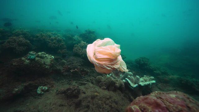 Plastic on the great barrier reef pacific coral