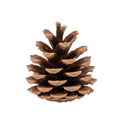 Detailed close up of a brown pine cone showing its natural texture and shape.