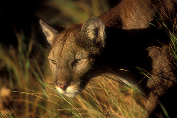 Closeup portrait of a Mountain Lion stalking prey.