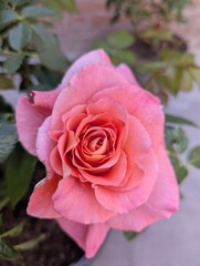 Pink Roses and Brick Wall
