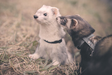 Nice young ferret friends outing in winter daytime park on harness
