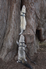Nice young ferret friends outing in winter daytime park on harness