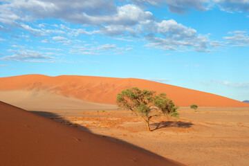 desert trees dunes. Sossusvlei, Namibia