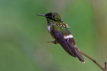 Festive coquette (Lophornis chalybeus)