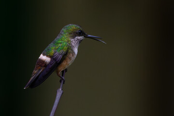 A female Festive coquette (Lophornis chalybeus)