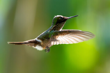 hummingbird in flight - Festive coquette (Lophornis chalybeus)