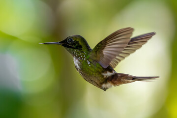 hummingbird in flight - festive coquette (Lophornis chalybeus)