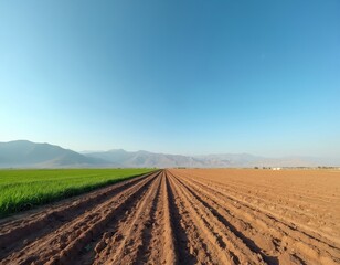 Expansive rural landscape with tilled brown earth rows meeting vibrant green crop field under clear blue sky. Distant mountains frame serene, flat farmland, suggesting agricultural growth, open