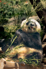 Panda, Ailuropoda melanoleuca, angry bear, animal, animal wildlife, asia, bear, china east, asia,...