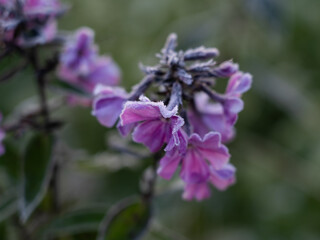 Frost on leaves and flowers, morning frosts in autumn