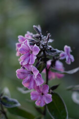 Frost on leaves and flowers, morning frosts in autumn