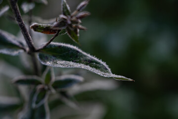 Frost on leaves and flowers, morning frosts in autumn