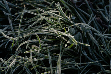 Frost on leaves and flowers, morning frosts in autumn