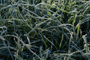 Frost on leaves and flowers, morning frosts in autumn