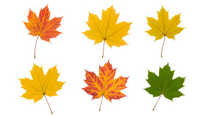 Fototapeta premium vibrant maple leaves displaying seasonal color changes . Isolated on transparent background, png