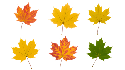 vibrant maple leaves displaying seasonal color changes . Isolated on transparent background, png
