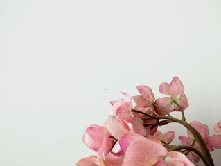 pink rose on vintage background