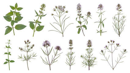 various delicate plants . Isolated on transparent background, png