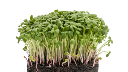 close-up of vibrant green microgreens emerging . Isolated on transparent background, png