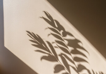 Leaf Shadows on Wall in Natural Light
