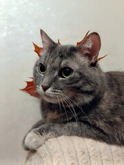 Cute gray cat with green eyes