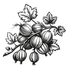 Black and white illustration of gooseberries on branch with leaves, transparent background  