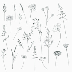 Set of vector elegant lined florals, flowers, plants