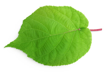 Fototapeta premium kiwi fruit leaf isolated on white background. Top view. Flat lay