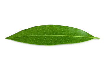 Fototapeta premium Green Mango leaf isolated on a white background. Top view. Flat lay