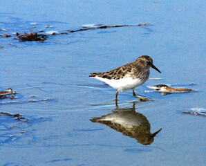BIRDS- Extreme Close Up of a Sandpiper Reflected in Sea Water
