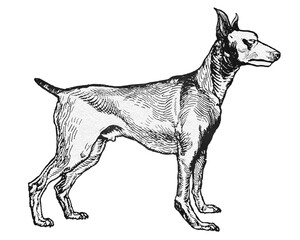 Png greyhound dog sticker in vintage style