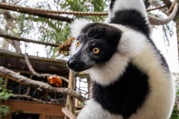 Black and white lemur at the zoo