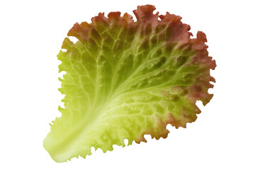 Fresh red oak leaf lettuce showcasing its vibrant green and red hues, a healthy and organic ingredient. Transparent background