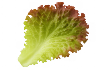 Fresh red oak leaf lettuce showcasing its vibrant green and red hues, a healthy and organic ingredient. Transparent background