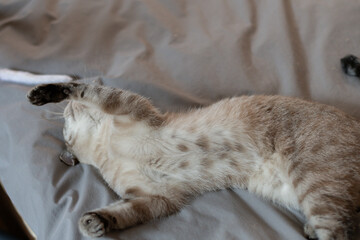 仰向けになって遊ぶ可愛い猫