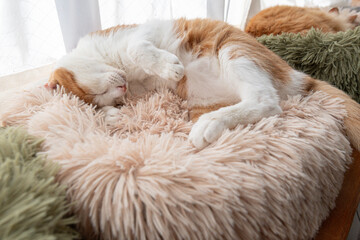 窓辺で眠る可愛い猫　茶トラ白