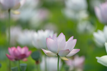 Obraz premium 美しい蓮の花