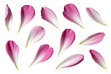 Delicate pink petals gently scattered, creating a soft, floral, and serene visual composition.