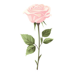 Fototapeta premium Pink rose art illustration flower vector