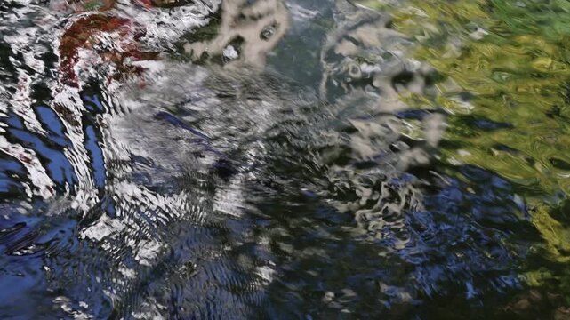 Carp swimming in an artificial lake with plenty of reflection in the water - close-up angle.