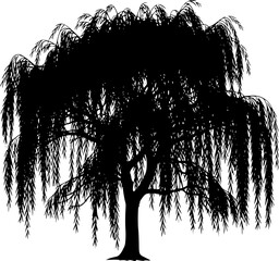 Weeping willow silhouette. This image presents a black silhouette of a weeping willow tree, showcasing its flowing branches and delicate foliage. Vector clipart illustration design.