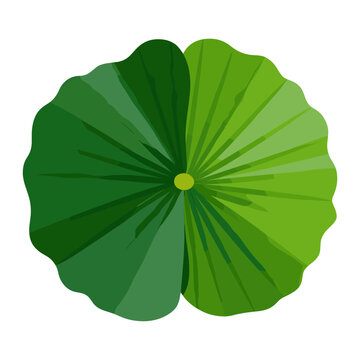 Lily pad leaf icon design green illustration vector
