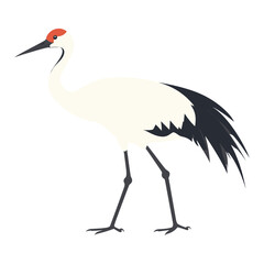 Fototapeta premium Illustration of Siberian Crane design crane bird vector