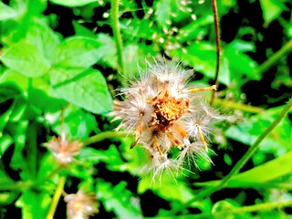 Close-up of a wild dandelion seed head glowing under sunlight in a green meadow.