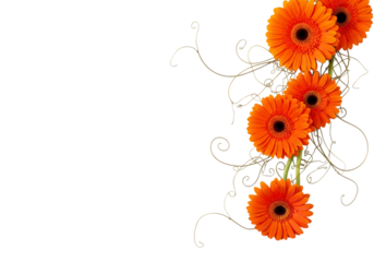 Vibrant orange gerbera daisies with decorative swirls isolated on transparent background