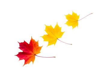 Three colorful maple leaves in red and yellow hues falling in a diagonal line isolated on transparent background