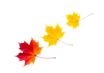 Three colorful maple leaves in red and yellow hues falling in a diagonal line isolated on transparent background