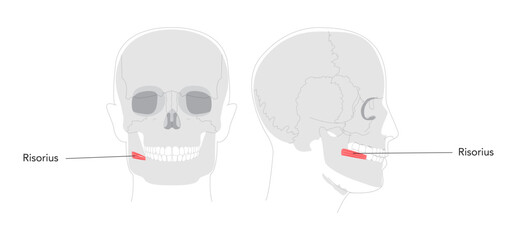 Risorius - Human mouth muscle shown in anatomy illustration that retracts the angle of the mouth for expressions like smiling, presented as a medical and educational diagram.