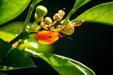 Bronze orange bug (Musgraveia sulciventris) on a citrus plant